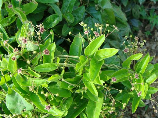 Vincetoxicum indicum